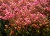 Rotala rotundifolia 'H'ra'