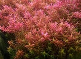 Rotala rotundifolia