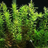 Rotala rotundifolia 'Green'