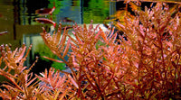 Rotala macrandra